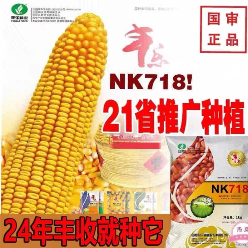 丰乐NK718玉米种子国审矮杆抗倒伏大马齿吨粮品种