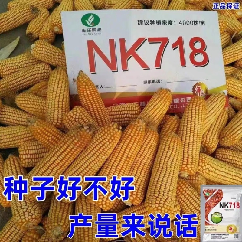 丰乐NK718玉米种子国审矮杆抗倒伏大马齿吨粮品种