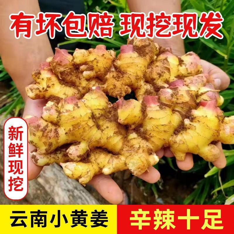 云南小黄姜新鲜姜现挖生姜罗平土姜月子姜老嫩姜蔬菜整箱