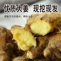 山东老黄姜批发生姜新鲜现挖泥姜蔬菜农家月子风干姜食用