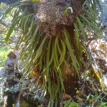 石化草