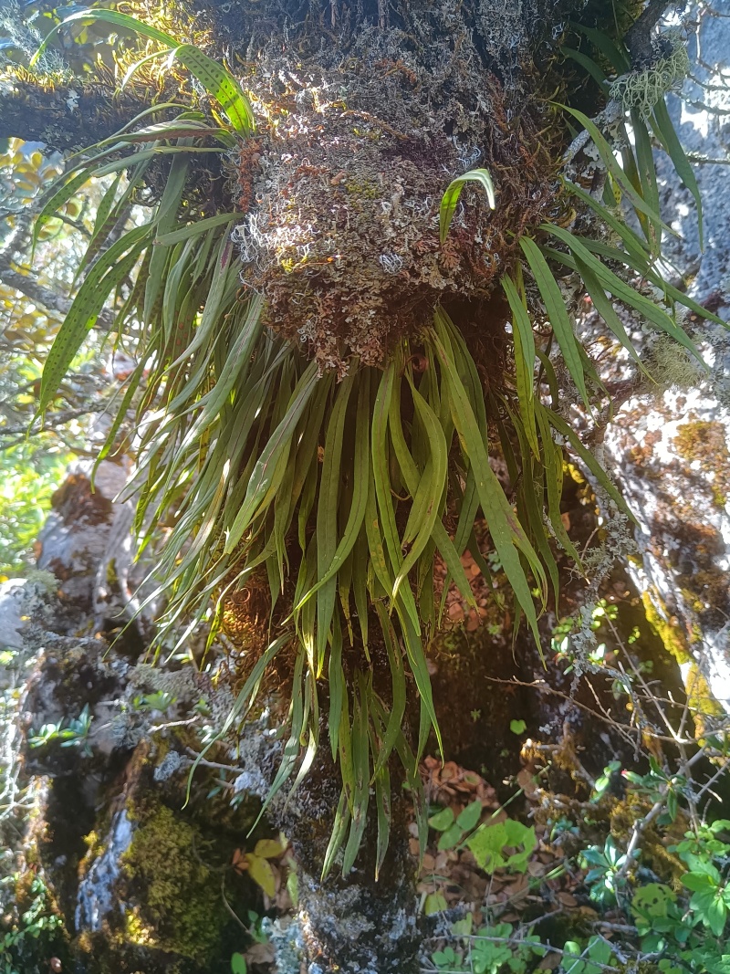 石化草