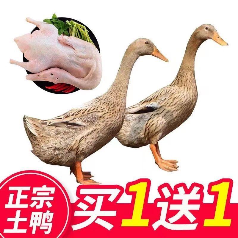 农家散养)2只鸭子土鸭子新鲜土鸭农家散养土鸭肉现杀鸭子