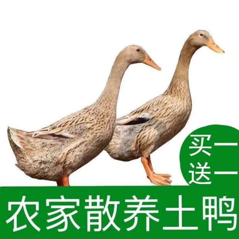 2斤土鸭子买一送一农村土家散养整鸭笨鸭活鸭麻鸭子肉土鸭