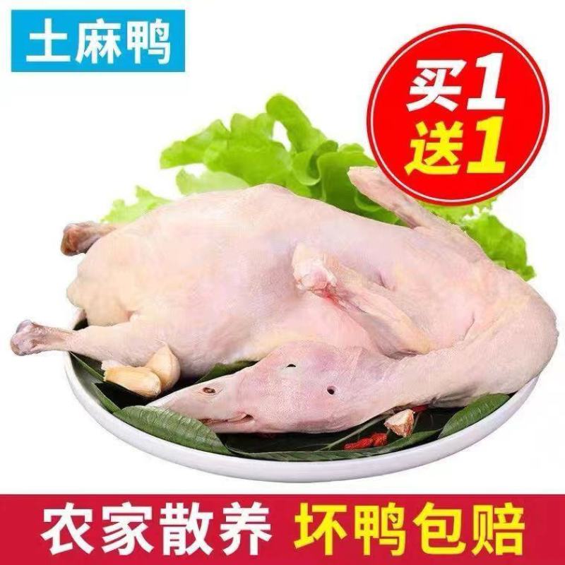 2斤土鸭子买一送一农村土家散养整鸭笨鸭活鸭麻鸭子肉土鸭