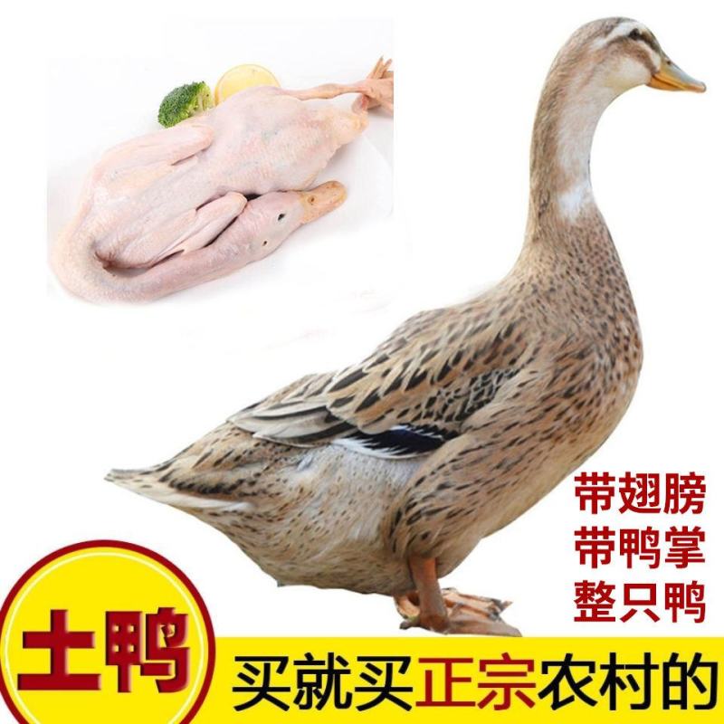 2斤土鸭子买一送一农村土家散养整鸭笨鸭活鸭麻鸭子肉土鸭