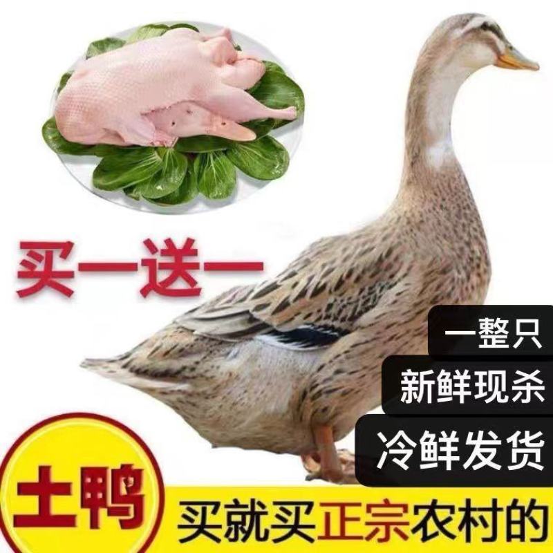 2斤土鸭子买一送一农村土家散养整鸭笨鸭活鸭麻鸭子肉土鸭