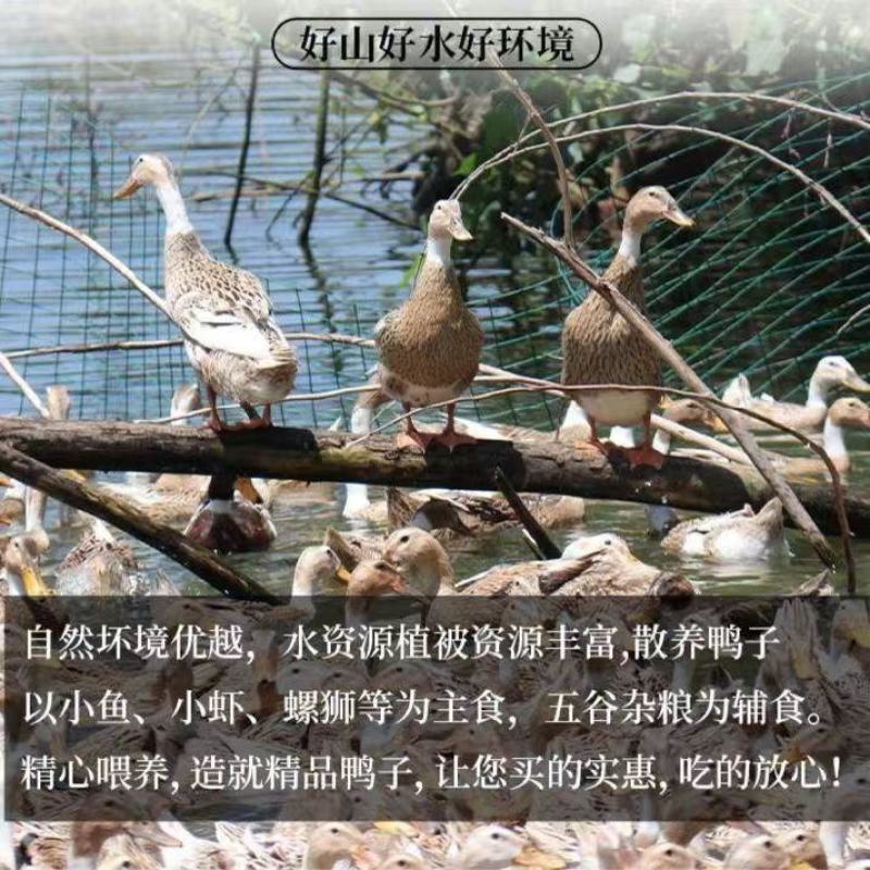 2斤土鸭子买一送一农村土家散养整鸭笨鸭活鸭麻鸭子肉土鸭