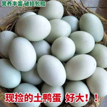 湖区散养生鸭蛋大个土鸭蛋湖里放养新鲜鸭蛋笨鸭蛋土鸭蛋