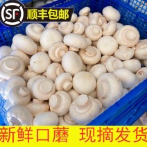 【蘑菇食光】新鲜口蘑白蘑菇双孢菇山东基地现摘250克顺丰