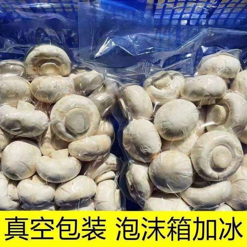 新鲜口蘑白蘑菇双孢菇山东基地现摘250克顺丰