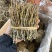 石斛、铁皮石斛全胶，颜色青绿、无渣一手货源稳定供货