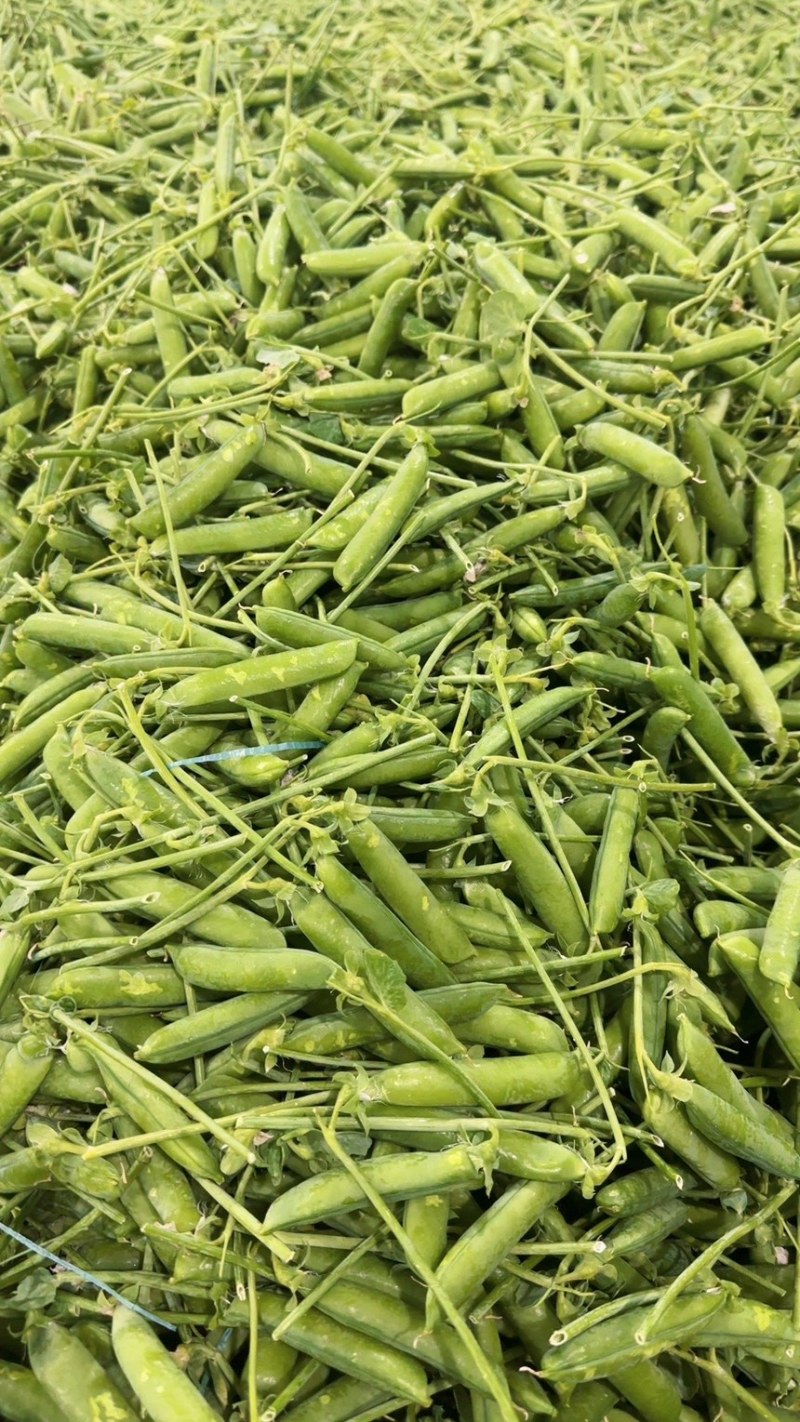 豌豆