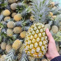 云南香水菠萝电商市场工厂货产地直供一手货源欢迎老板对接
