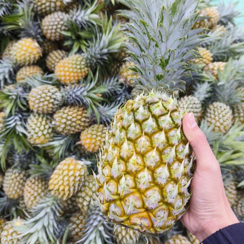 供应云南香水菠萝电商市场工厂货产地直供欢迎老板对接