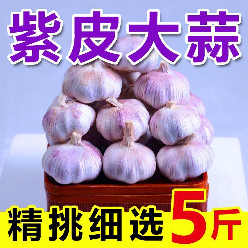 【批发价】5斤山东金乡大蒜头新鲜干蒜优质紫白皮紫皮蒜