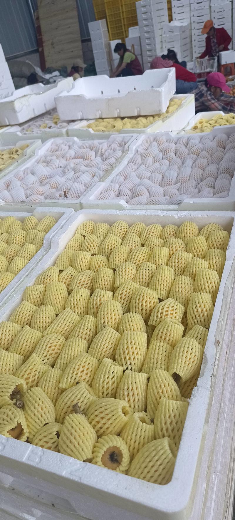广西南宁，枇杷果好甜量很大，一天可以收1到2万斤