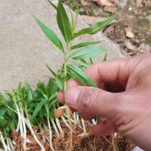 批发毛桃苗桃芽苗毛桃占地苗毛桃幼苗毛桃实生小苗桃树砧木苗