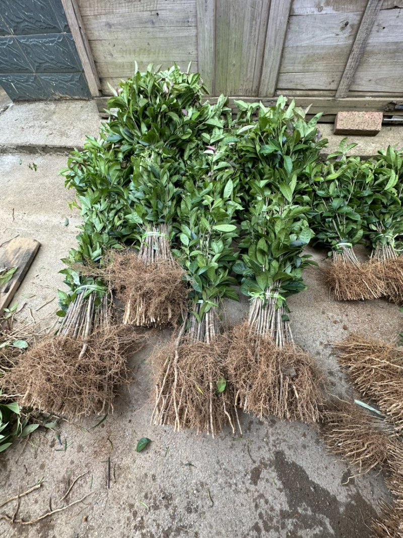 桂花苗八月桂浓香型桂树苗桂花苗1年苗2年苗3年苗规格齐全