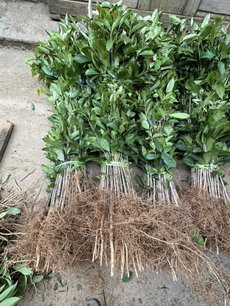 桂花苗八月桂浓香型桂树苗桂花苗1年苗2年苗3年苗规格齐全