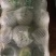 云南甘蓝，包菜，产地发货，大量现货供应，欢迎各位老板合作