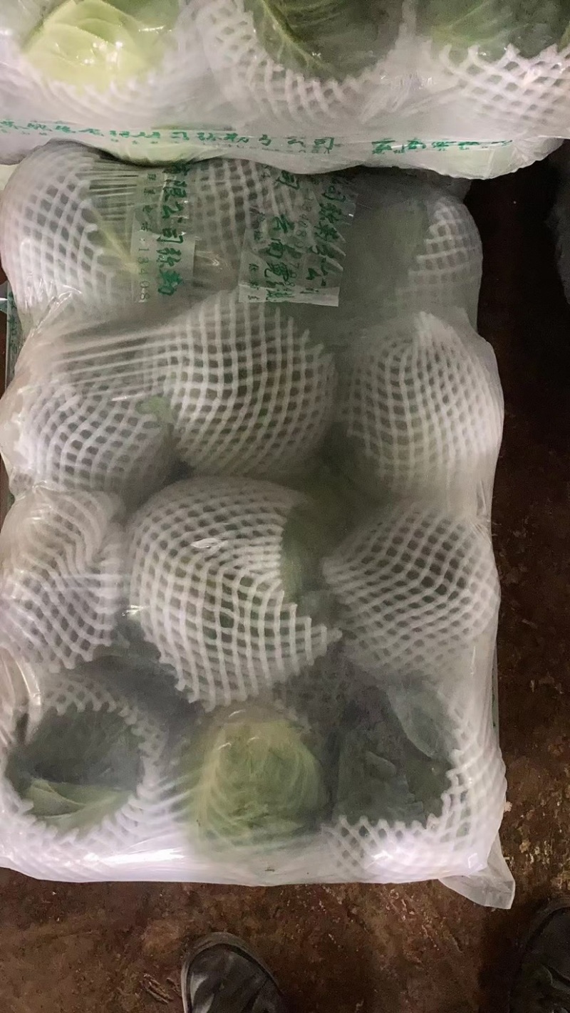 云南甘蓝，包菜，产地发货，大量现货供应，欢迎各位老板合作