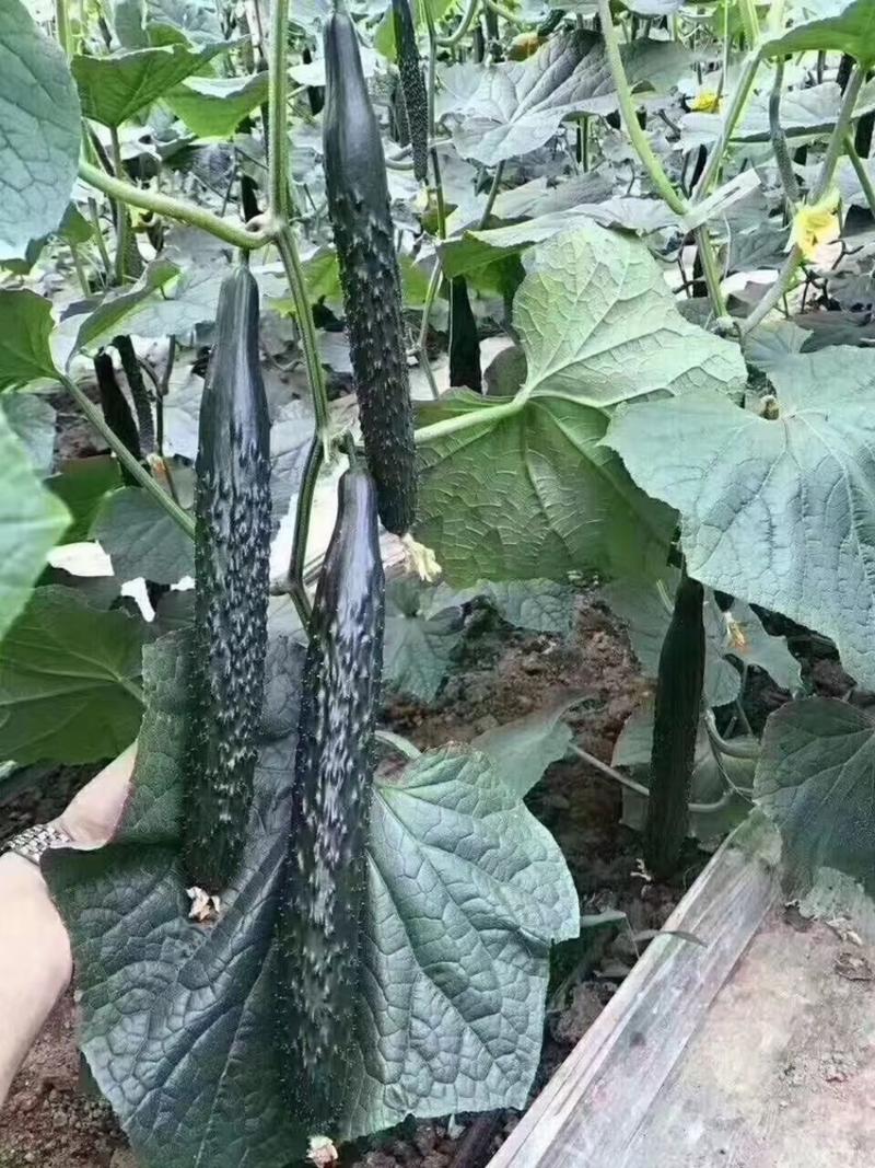 亮神318密刺黄瓜种子强雌早熟耐低温弱光大棚基地种植