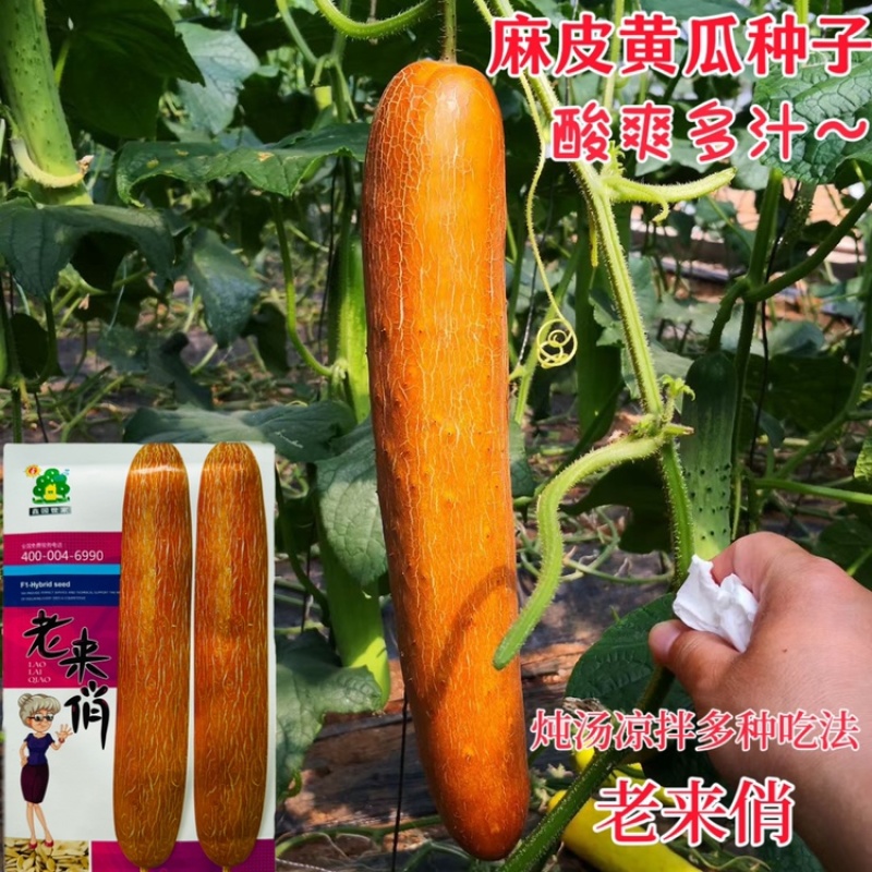 老来俏老黄瓜种子强雌麻皮黄瓜种子口味酸甜