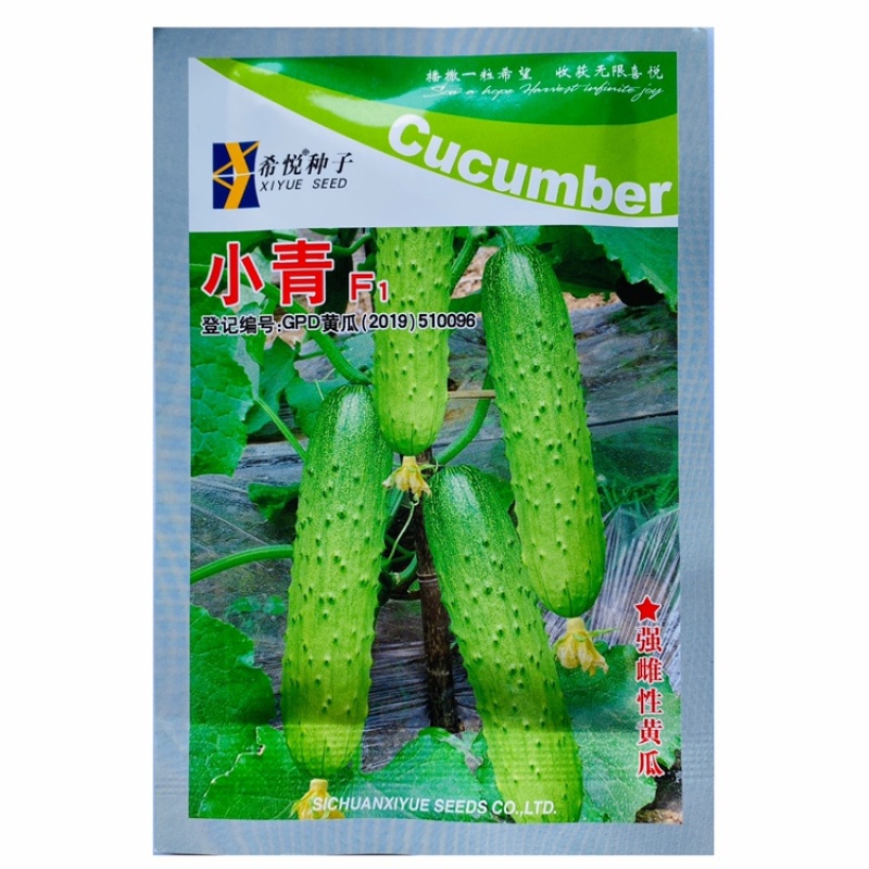 小青水果黄瓜种子中早熟强雌性旱黄瓜种子无瓜把大刺稀瘤
