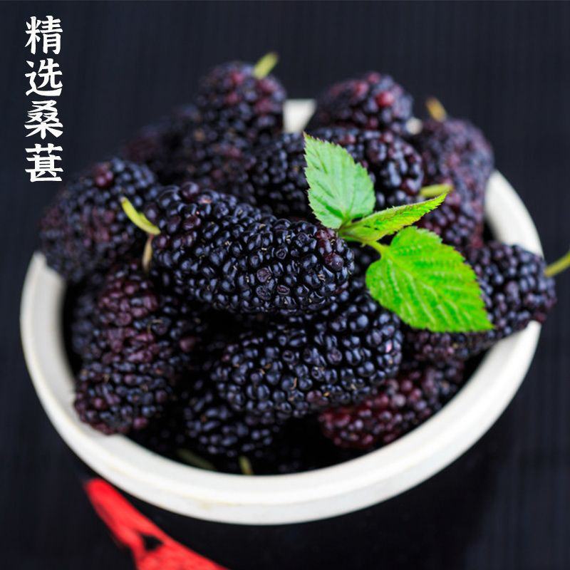 洞乡花桑葚酒12度2.5L湖南怀化农家特产桑椹酒酿制鲜果