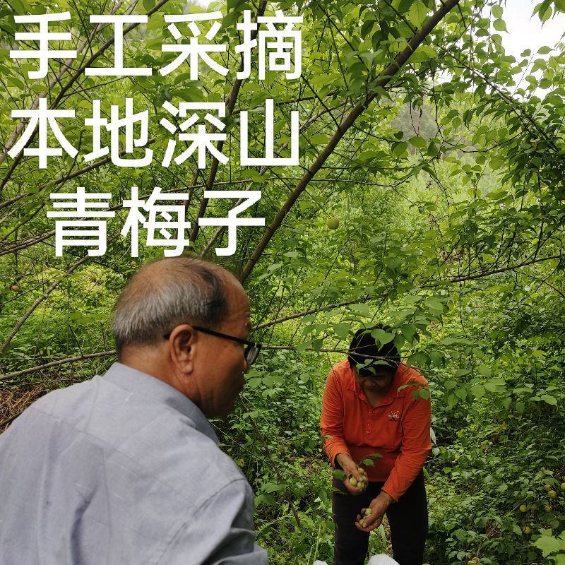 蒙恬青梅酒果酒男女士高低度甜酒农家自酿大米白酒浸泡梅子酒