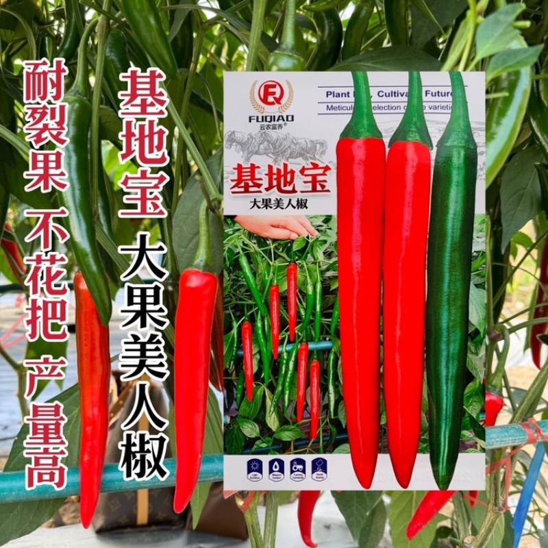 萧新408大果美人椒种子中早熟辣味浓香辣椒种子