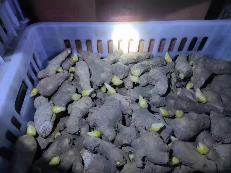 生姜脱毒姜种，产地大量现货，随到随装，支持全国发货