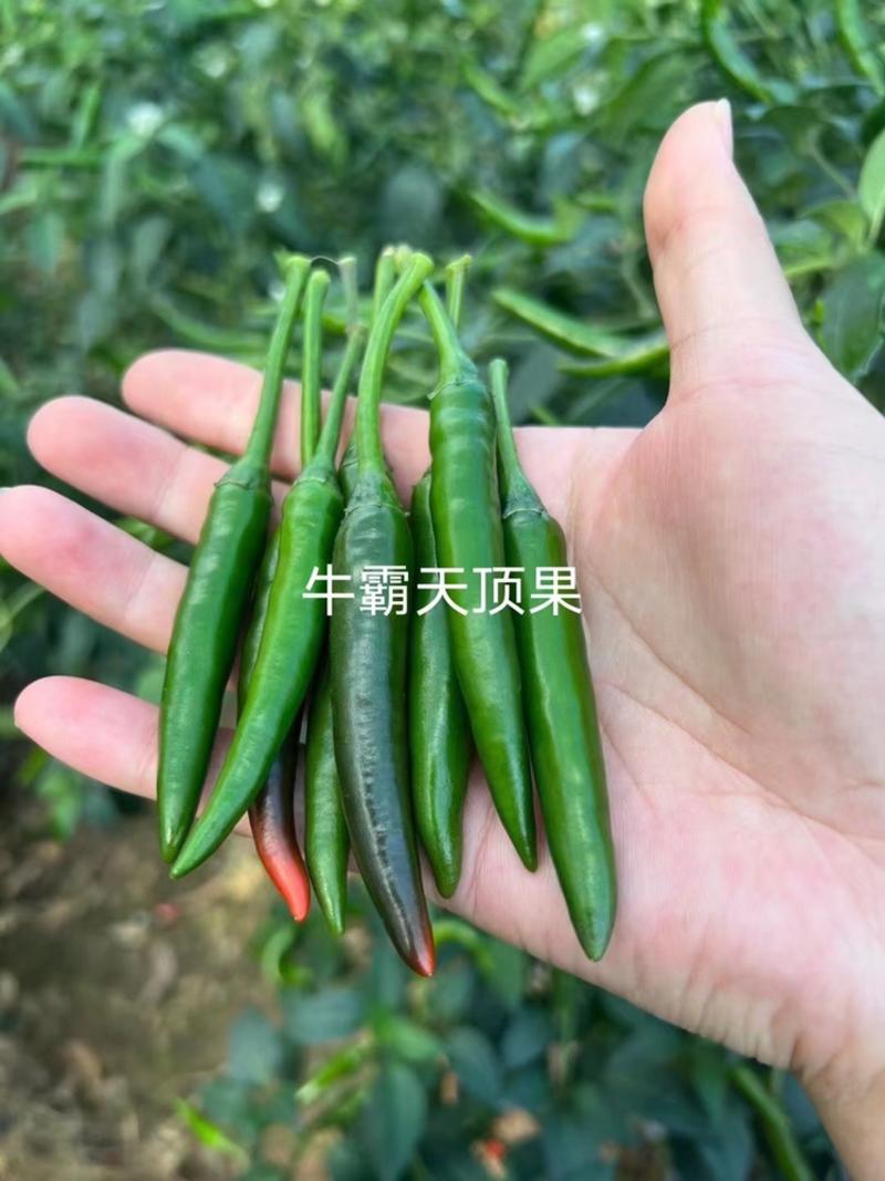 牛霸天泰国进口朝天椒种子大果型基地种植单生辣椒
