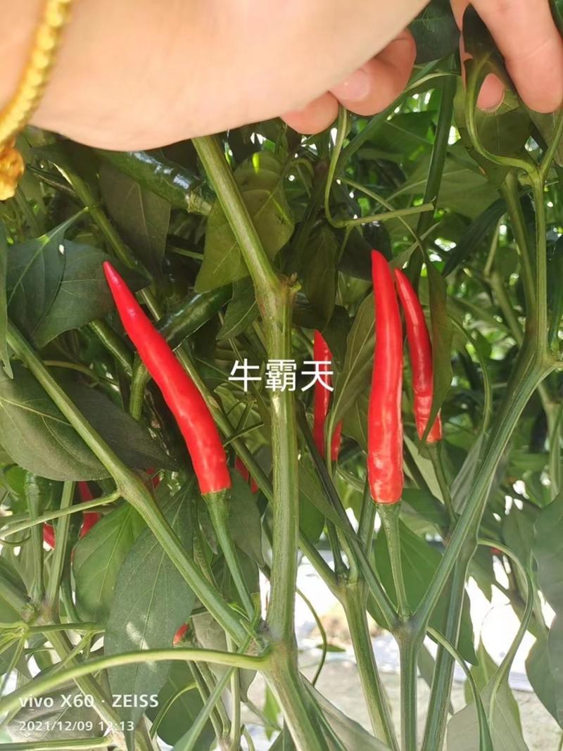 牛霸天泰国进口朝天椒种子大果型基地种植单生辣椒