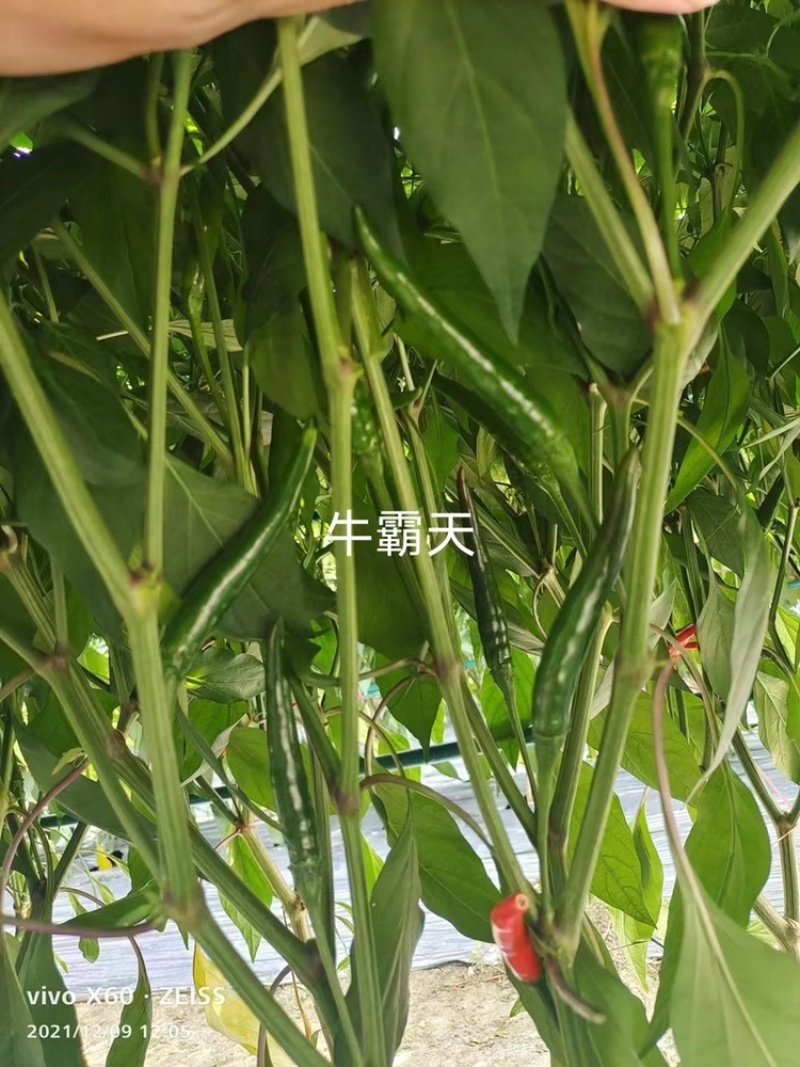 牛霸天泰国进口朝天椒种子大果型基地种植单生辣椒