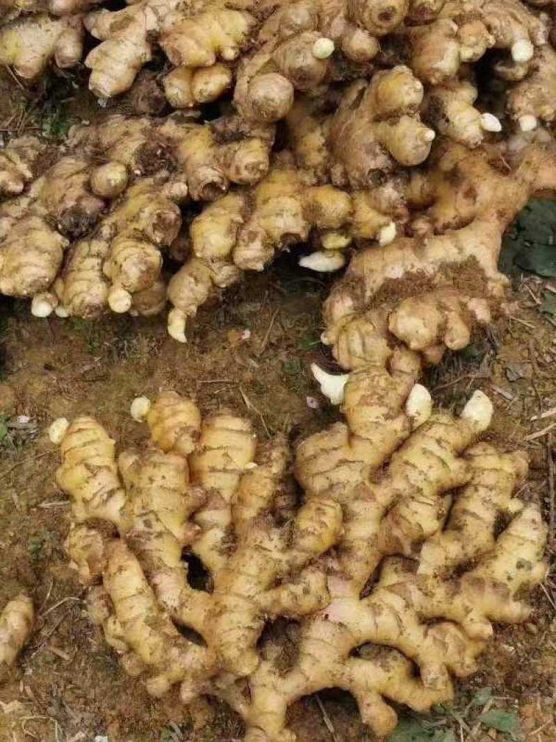 小黄姜姜种，产地大量现货，随到随装，支持全国发货