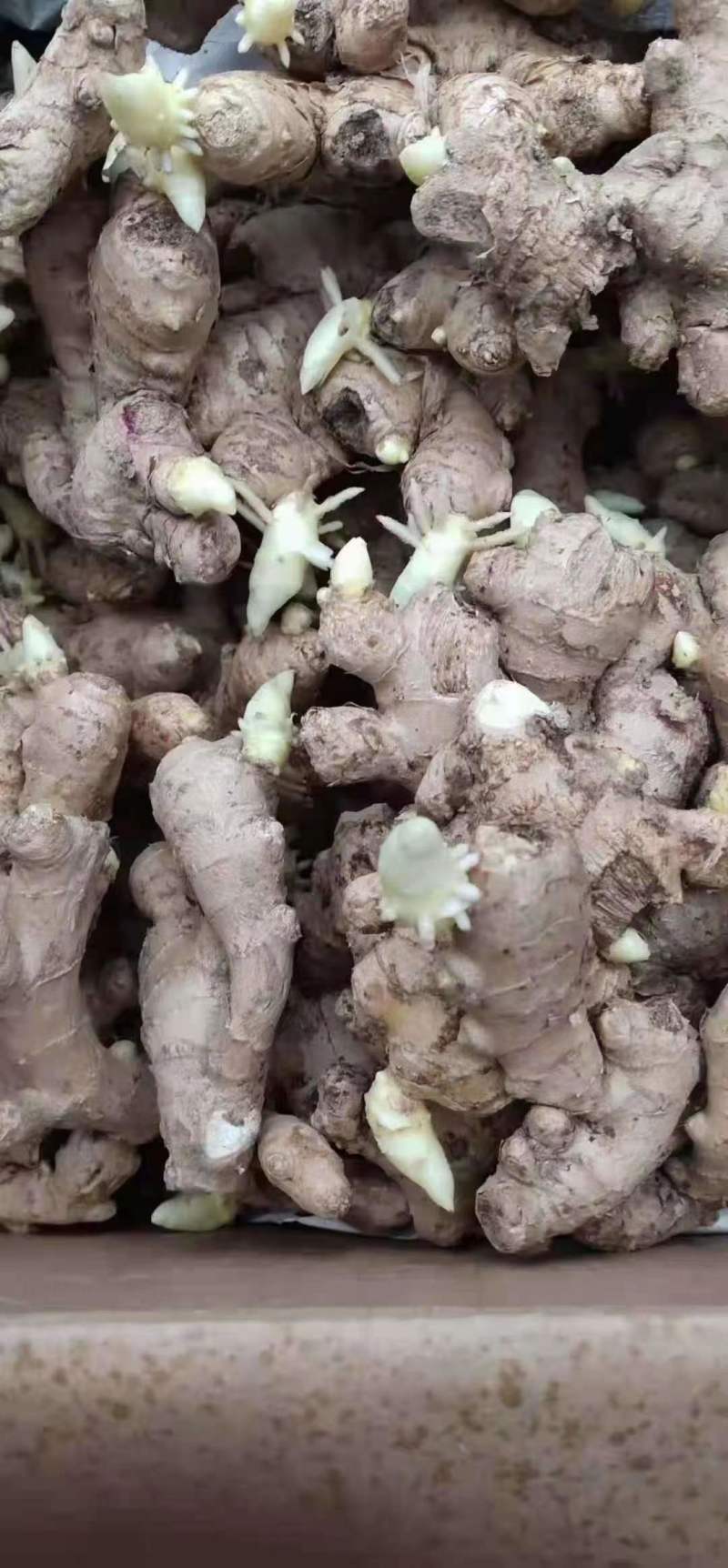 小黄姜姜种，产地大量现货，随到随装，支持全国发货