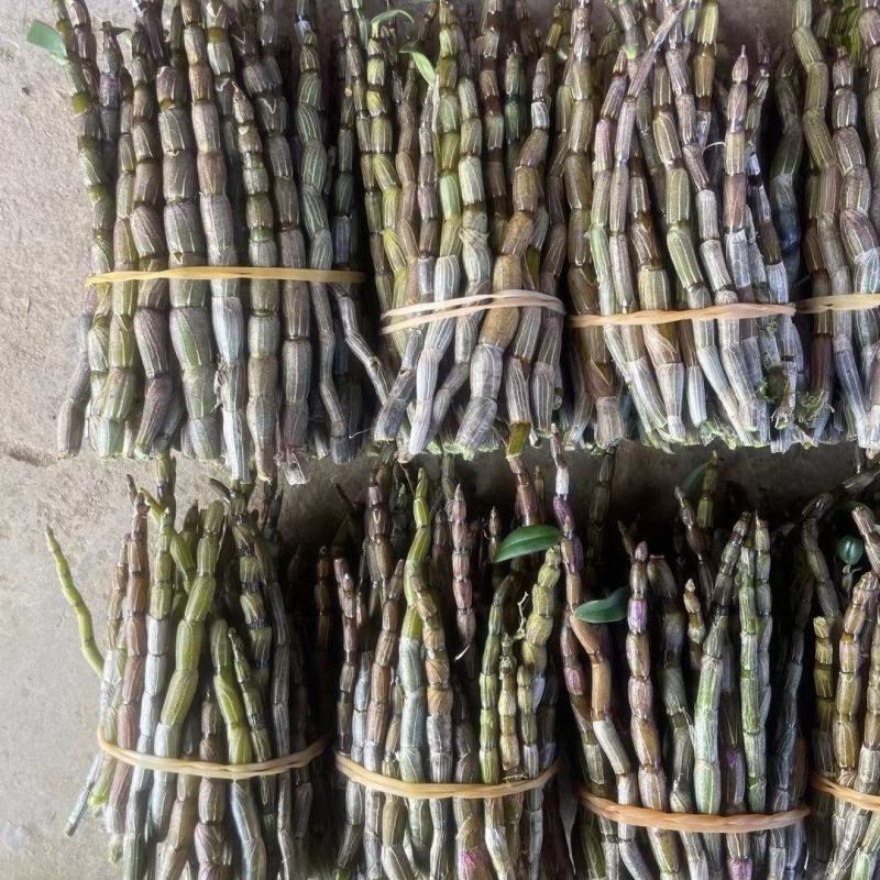 云南铁皮石斛鲜条5年鲜石斛新鲜可食用煲汤紫皮石斛包邮
