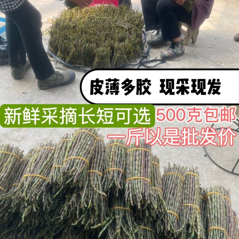 云南铁皮石斛鲜条5年鲜石斛新鲜可食用煲汤紫皮石斛包邮