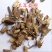 中药材羊耳菊根、白面风根、白牛胆根、白牛胆