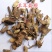 中药材羊耳菊根、白面风根、白牛胆根、白牛胆
