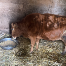 黄牛农用耕地吃肉都可以