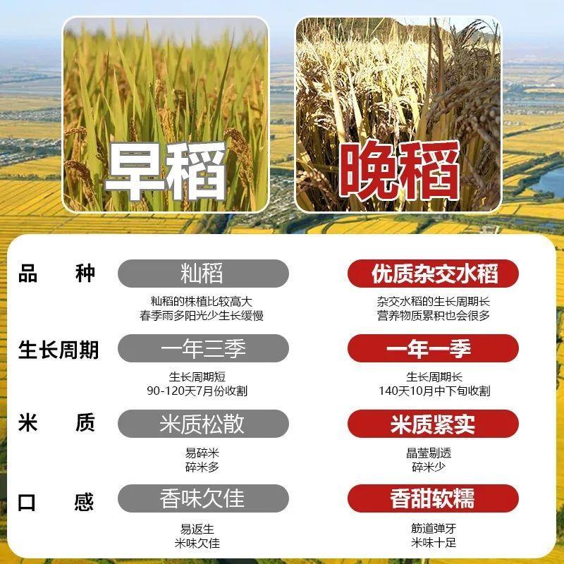 【东北大米新米】50斤批发晚稻大米20斤厂家直发黑龙江米