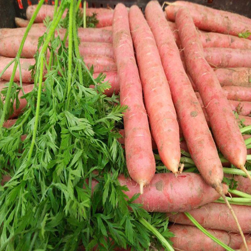 四川新鲜蔬菜胡萝卜特产红萝卜农家带泥红萝卜蔬菜红萝卜