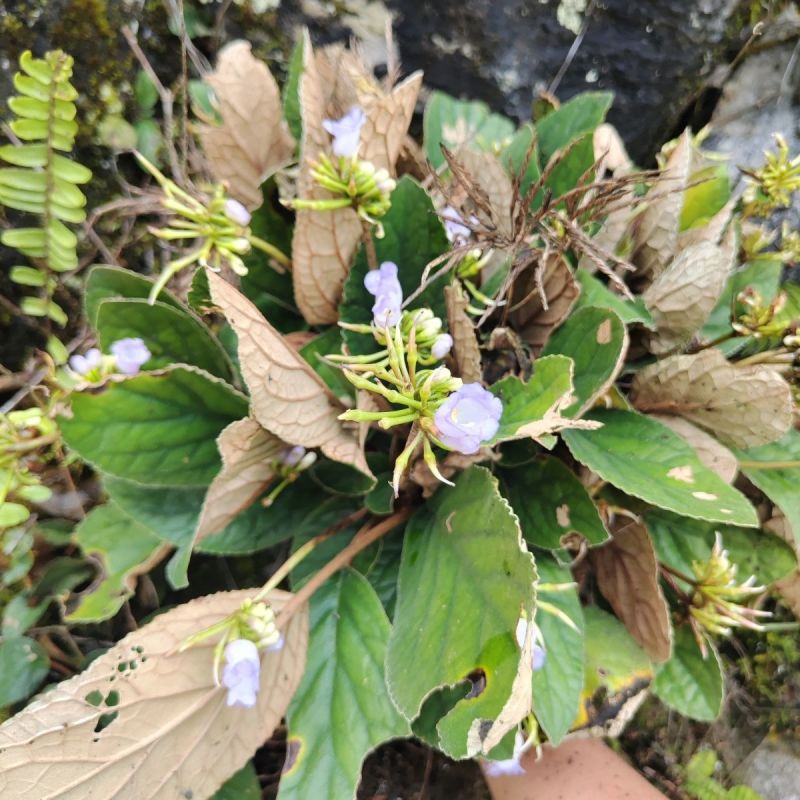 广西野生石上莲中药材干品软甘草正宗石上莲草药晒干新品发