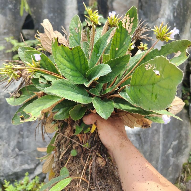 广西野生石上莲中药材干品软甘草正宗石上莲草药晒干新品发