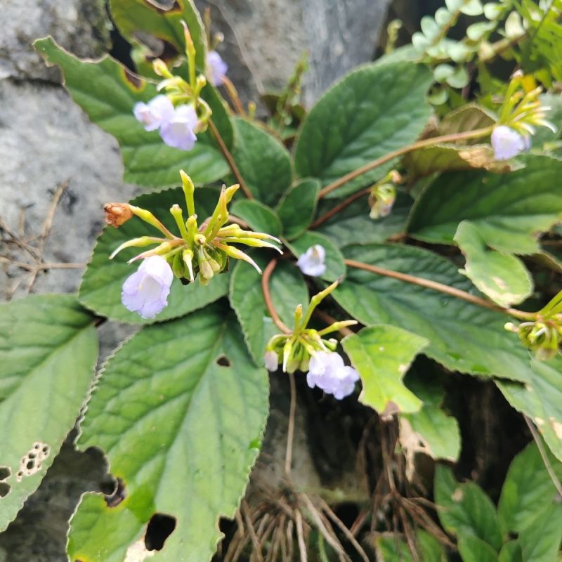 广西野生石上莲中药材干品软甘草正宗石上莲草药晒干新品发