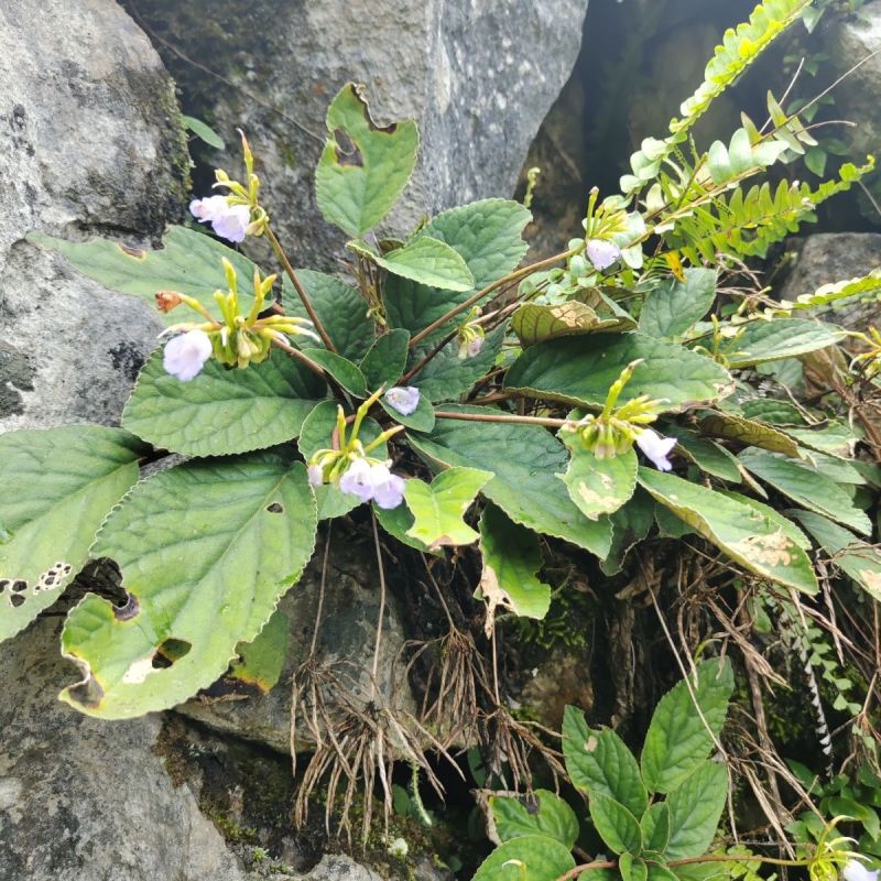 广西野生石上莲中药材干品软甘草正宗石上莲草药晒干新品发