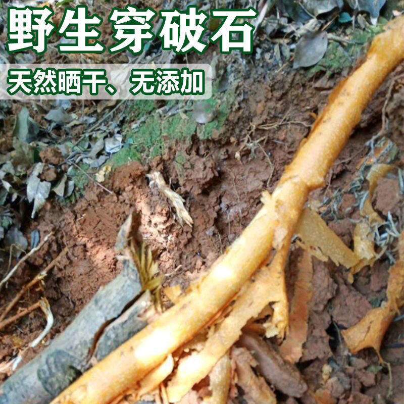 穿破石广西野生中药材川破石根地棉根拉牛入石柘根条粉九层皮